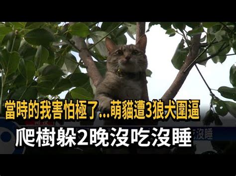 狼犬台語 沙發後